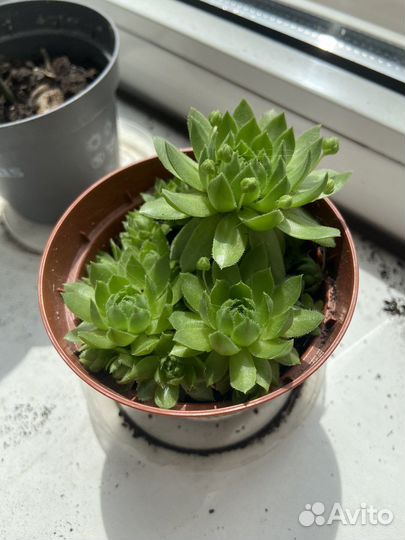 Молодило каменная роза в горшочке