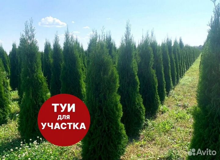 Туя смарагд рост 148,5 см /опт от 51 до 149 шт