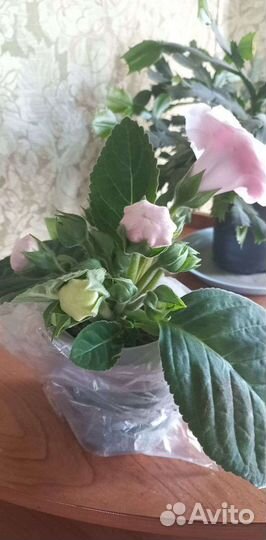 Глоксиния махровая