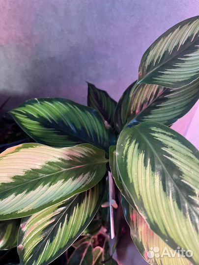 Калатея Медальон, Керховиана, триколор 12\35 см