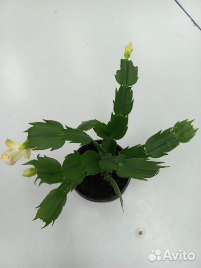 Декабрист шлюмбергера желтый