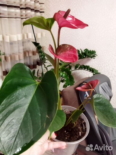 Антуриум, разные сорта