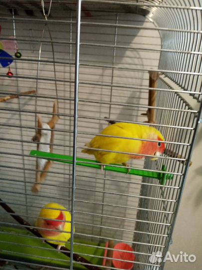 Попугай неразлучники с клеткой
