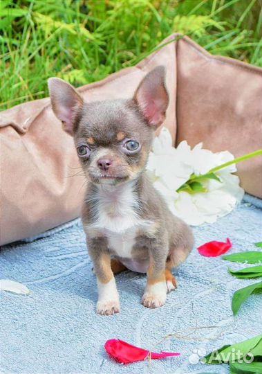 Девочка чихуахуа. Мини