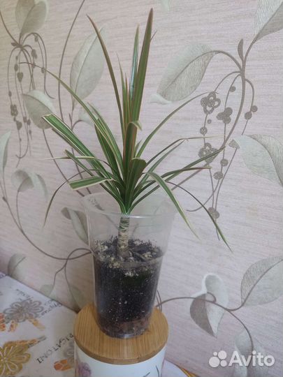 Драцена биколор