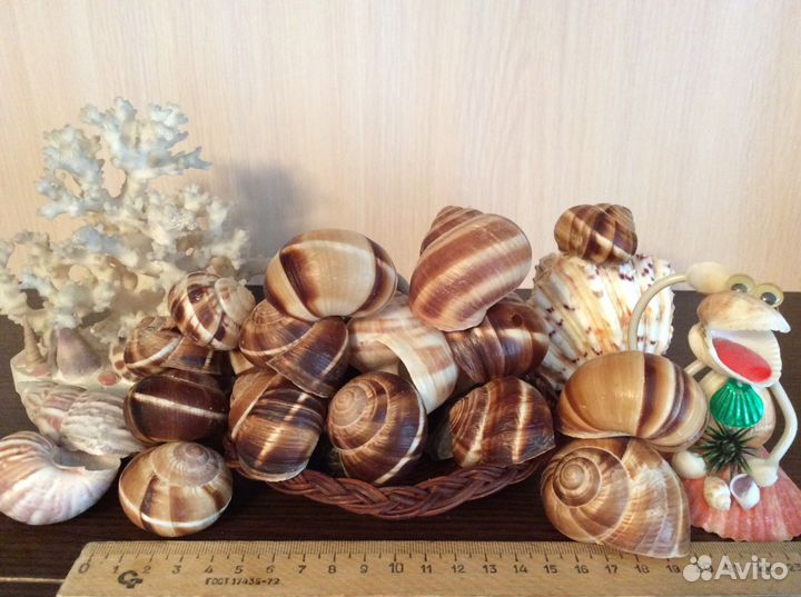 Морские ракушки, раковины и кораллы