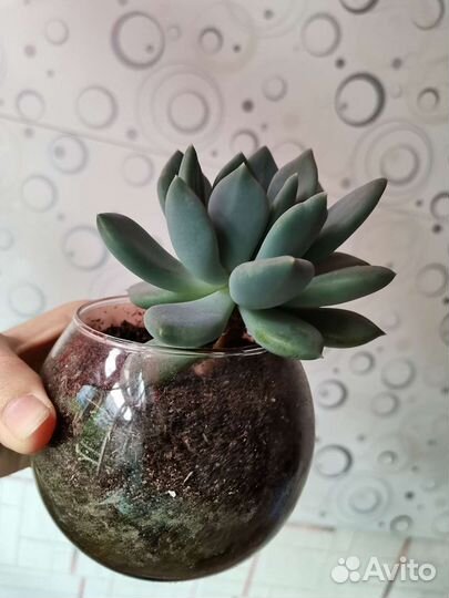 Суккуленты