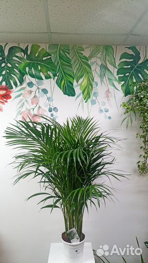 Пальма арека