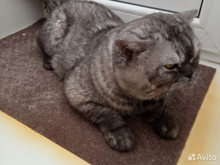 Шотландский кот для вязки