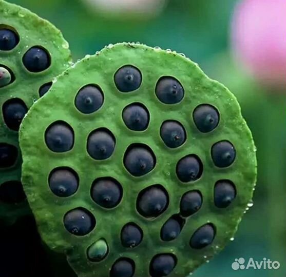 Лотос орехоносный семена