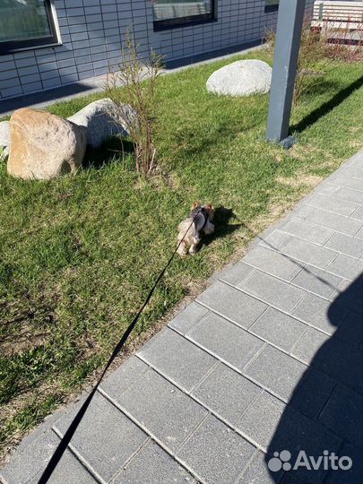 Догситтер, зооняня, передержка