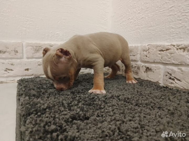 Американский булли, маленький принц