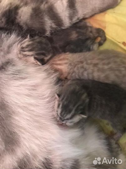 Шотландский кот на вязку