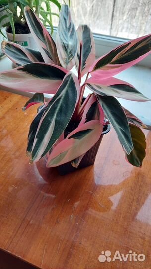 Строманта триколор