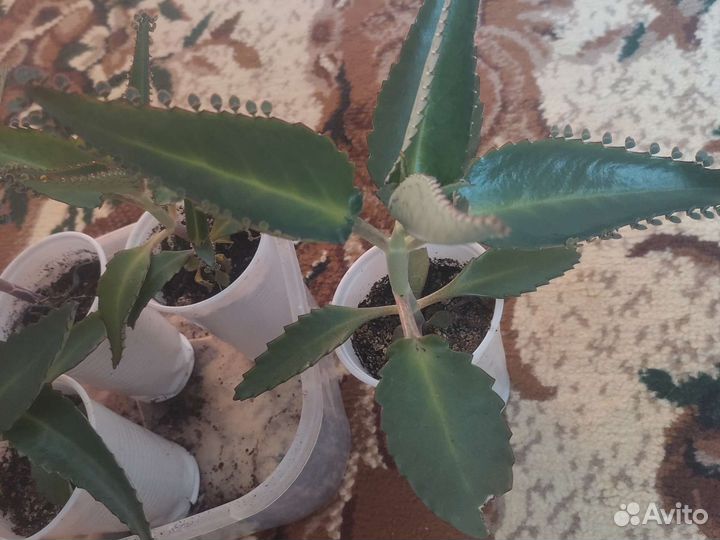 Каланхоэ лечебное