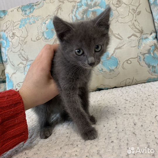 Отдам котенка в добрые руки