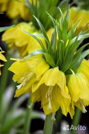 Рябчик императорский луковицы