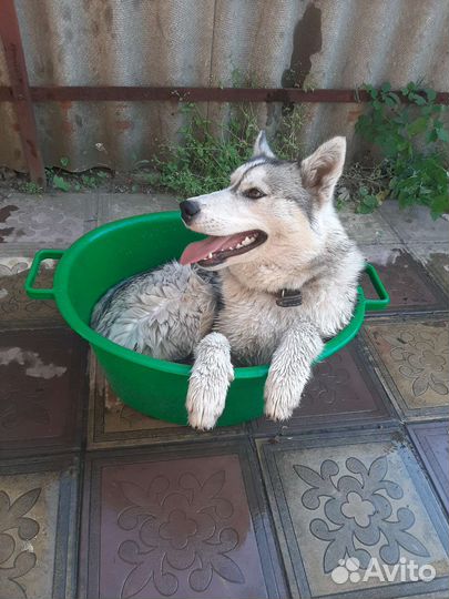 Сибирский хаски