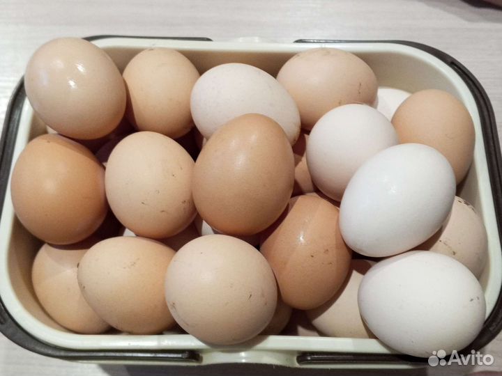 Домашние куриные яйца