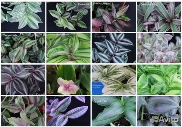 Традесканции Разные