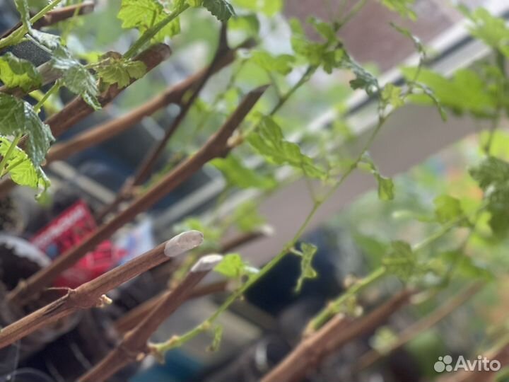 Черенки винограда