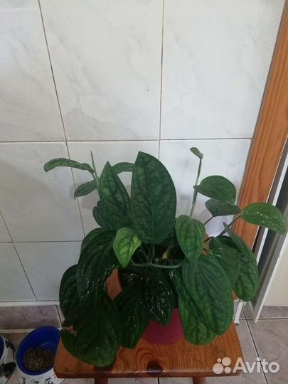 Эпипремнум Марбл Планет, Треби Экзота, Сильвер стр