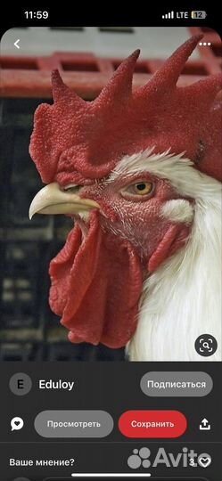 Продам петушков