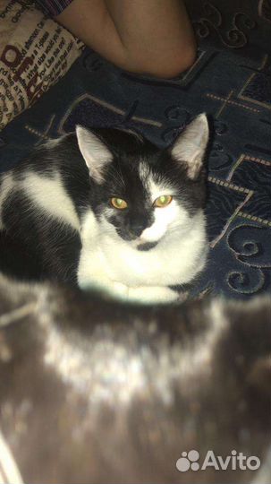 Кошки в добрые руки бесплатно