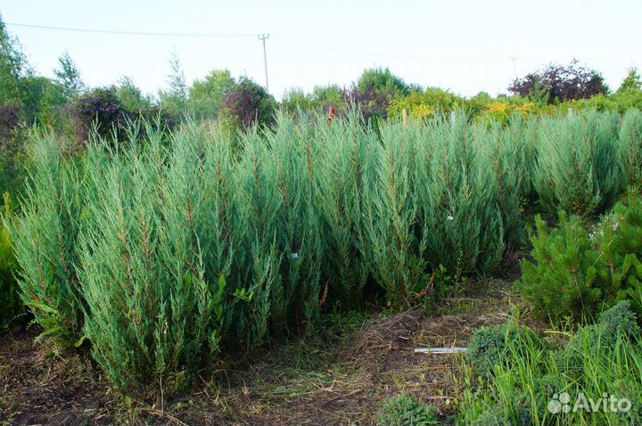 Можжевельник скальный Блю Эрроу