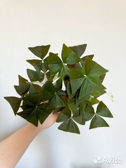 Кислица (оксалис)