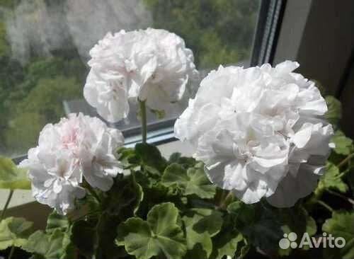 Пеларгония герань сортовая