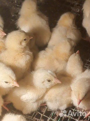 Цыпленок бройлер