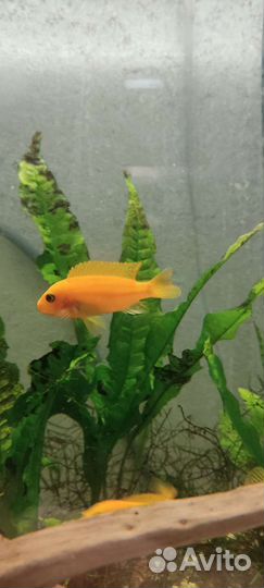 Цихлиды красная зебра