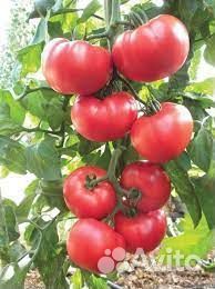 Рассада крупноплод томатов.огурец бакл. перец