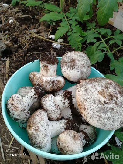 Компост от шампиньонов