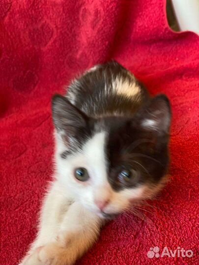 Котенок в дар 1,5 мес девочка
