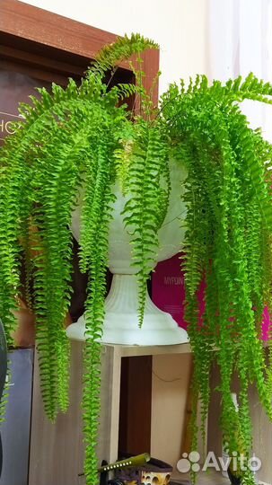 Папортник комнатный