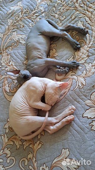 Котята сфинксы Канадский и Эльф