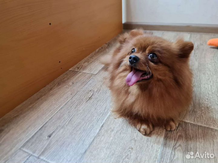 Шпиц взрослая девочка