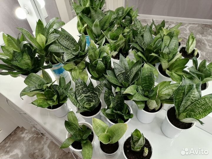 Сансевиерии,Пеперомия Рейндроп,Алоэ,Аихризон