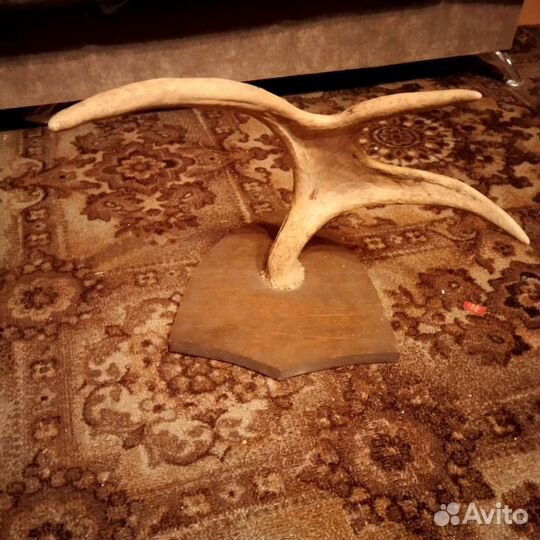 Продам рога лося