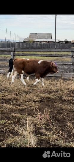 Бычки на откорм симменталы мясного направления