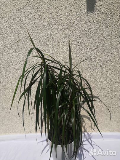 Фикус бенджамина, фикус, драцена, спетефиллум