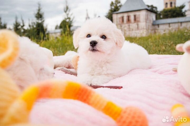 Щенки Бишон Фризе