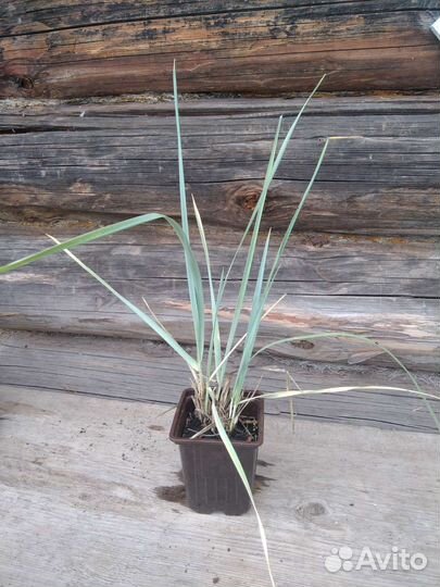 Многолетники