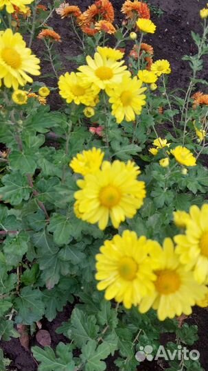 Дубочки(хризантемы)