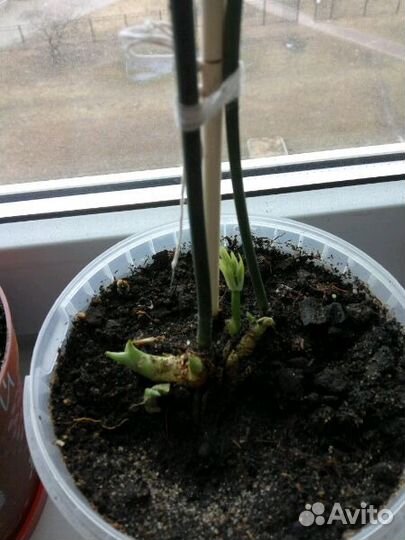 Рускус (Иглица)