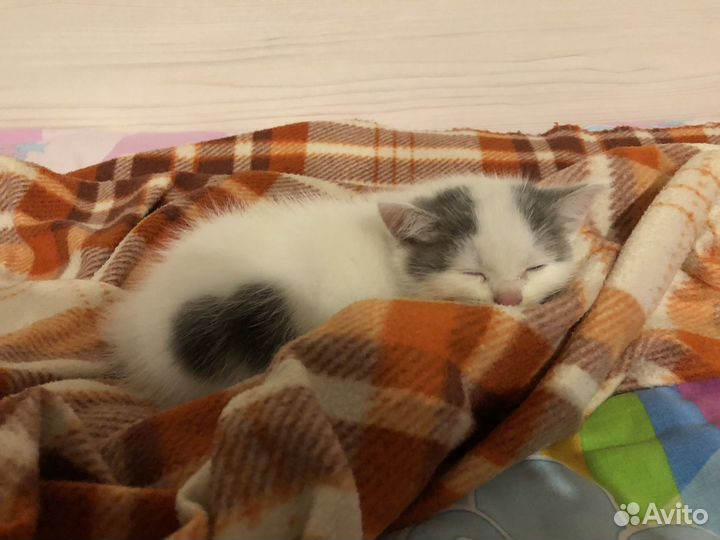 Кошечка в добрые руки