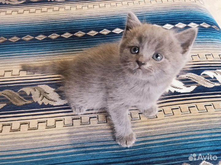 Плюшевый британский котенок