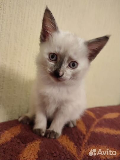 Балинезийская кошка